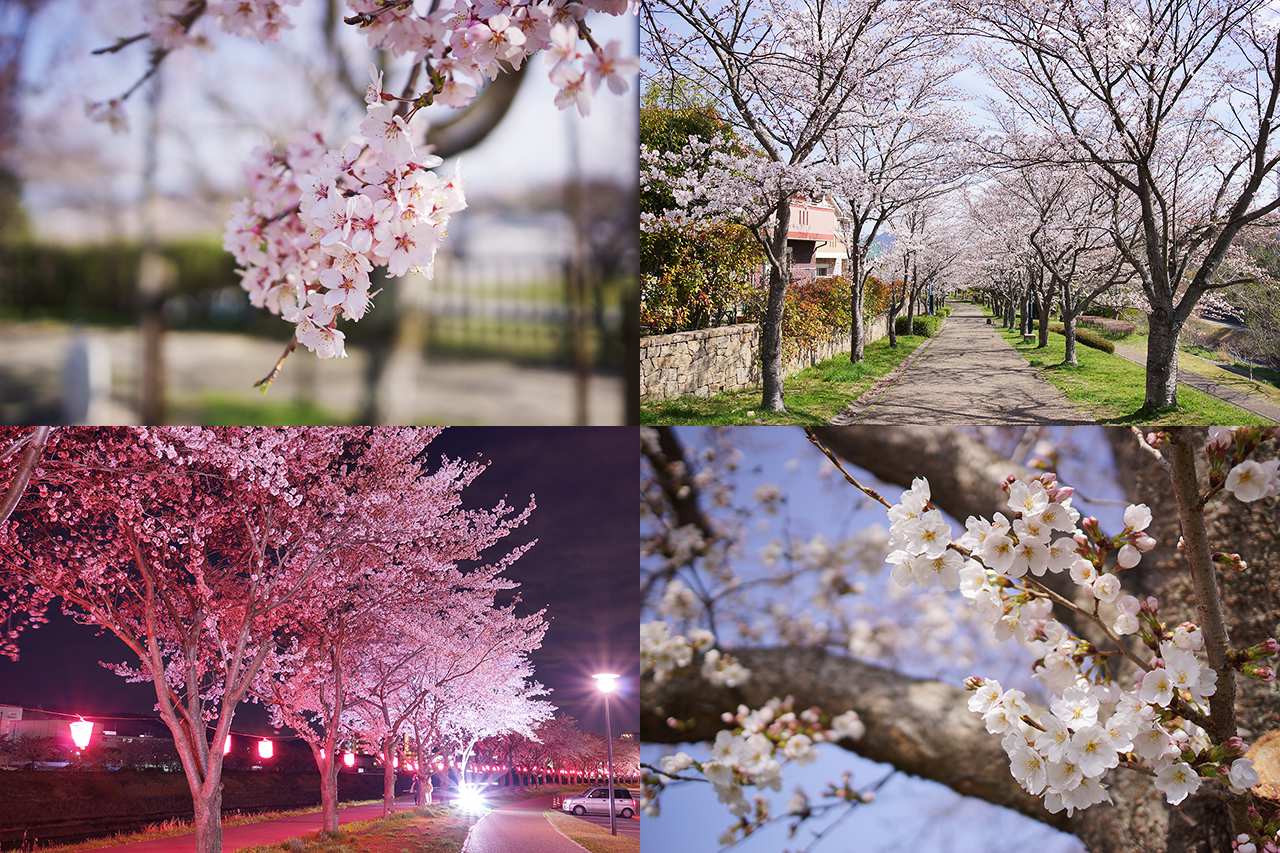 sanda-sakura-matome-01
