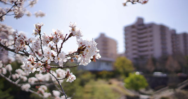 ニュータウンの桜