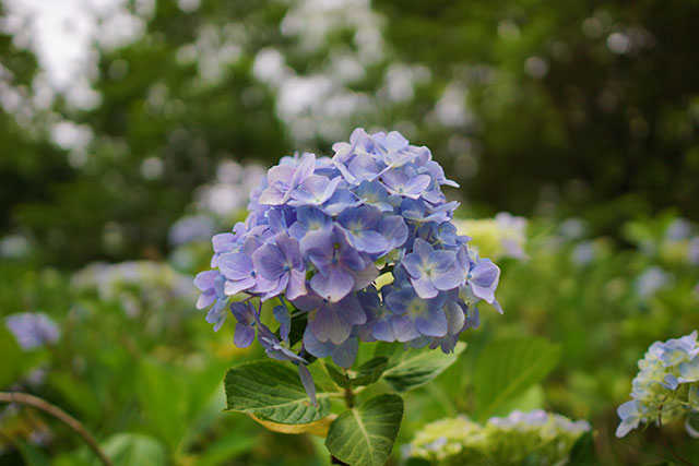 「相野あじさい園」のあじさい４