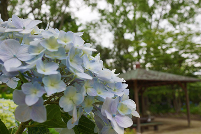 「相野あじさい園」のあじさい６