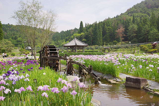 永沢寺「花しょうぶ園」の全景