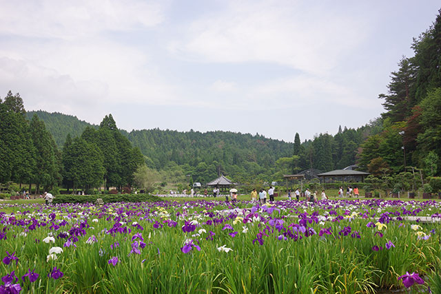 永沢寺「花しょうぶ園」園内の様子１