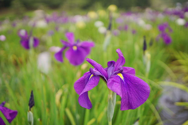 永沢寺「花しょうぶ園」園内の様子２