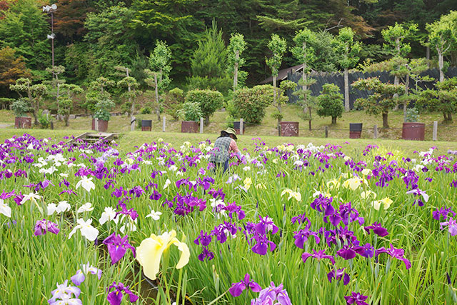 永沢寺「花しょうぶ園」園内の様子３