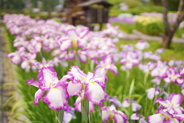 永沢寺「花しょうぶ園」園内の様子５