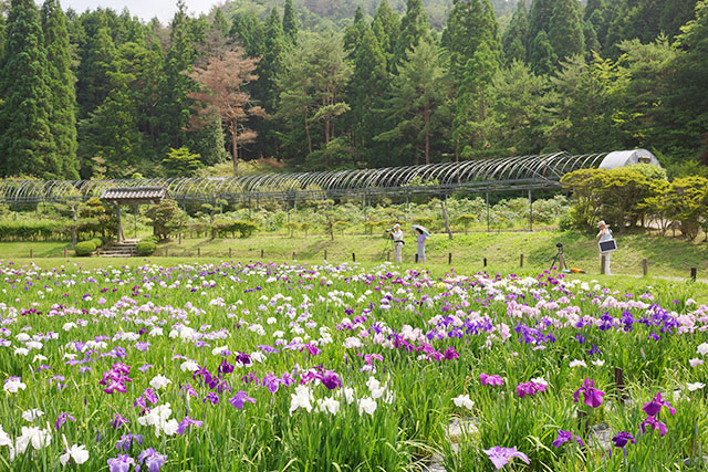 永沢寺「花しょうぶ園」園内の様子８