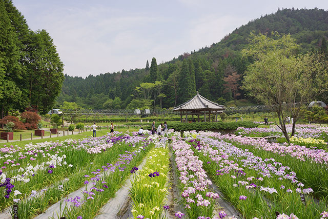 永沢寺「花しょうぶ園」園内の様子９