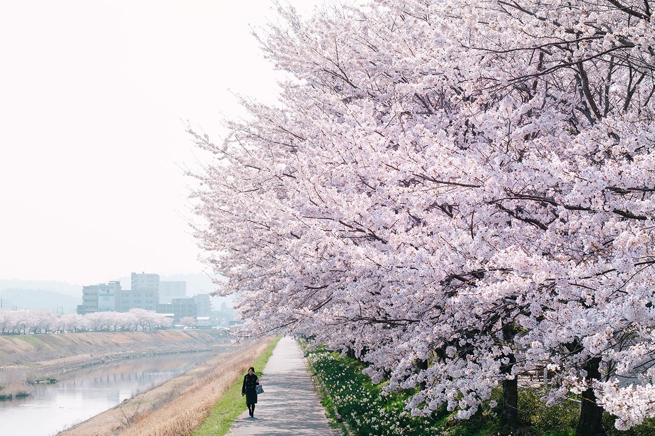 21年版 三田市のおすすめ桜スポットまとめ 今年はココでお花見をしよう さんだびより 三田がもっと楽しくなるwebメディア