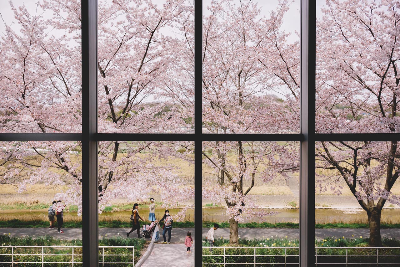 21年版 三田市のおすすめ桜スポットまとめ 今年はココでお花見をしよう さんだびより 三田がもっと楽しくなるwebメディア