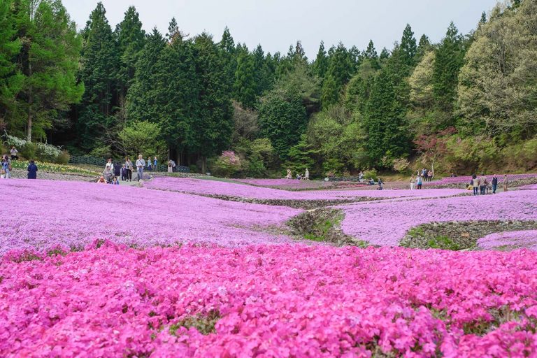 花のじゅうたんで芝桜を見てきたよ 4月中旬から5月中旬が見頃の癒しスポット さんだびより 三田がもっと楽しくなるwebメディア 花のじゅうたんで芝桜を見てきたよ 4月中旬から5月中旬が見頃の癒しスポット さんだびより 三田がもっと楽しくなるwebメディア