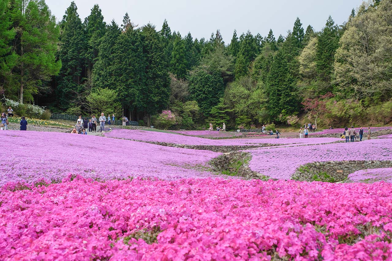 花のじゅうたんで芝桜を見てきたよ 4月中旬から5月中旬が見頃の癒しスポット さんだびより 三田がもっと楽しくなるwebメディア