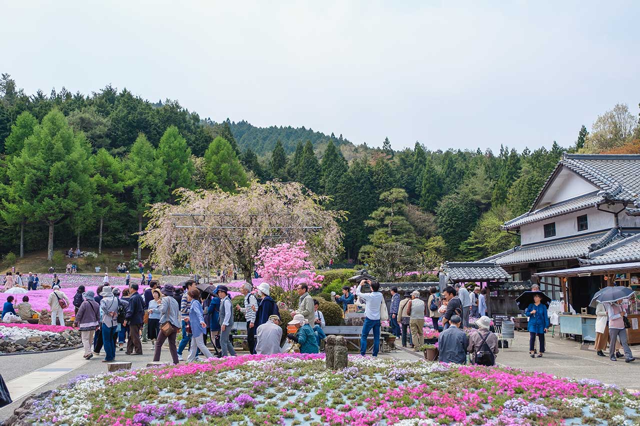 花のじゅうたんで芝桜を見てきたよ 4月中旬から5月中旬が見頃の癒しスポット さんだびより 三田がもっと楽しくなるwebメディア