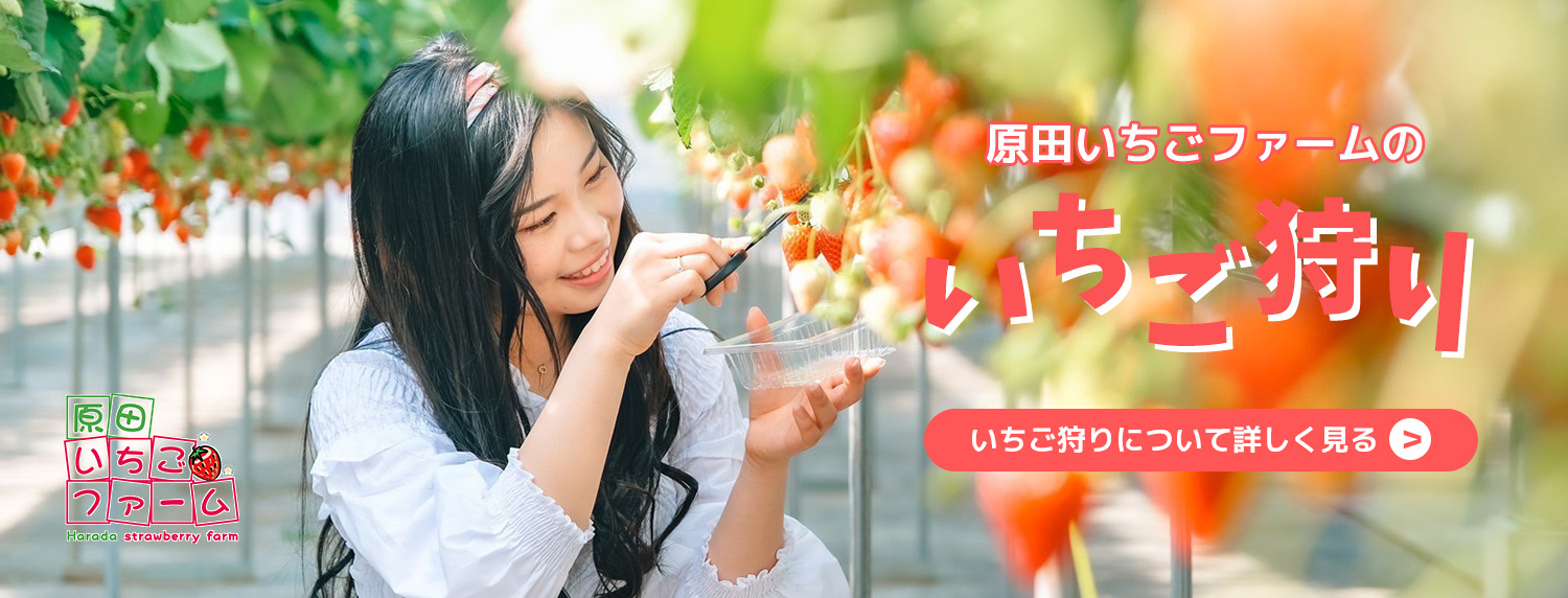 神戸三田でいちご狩りなら原田いちごファームへk